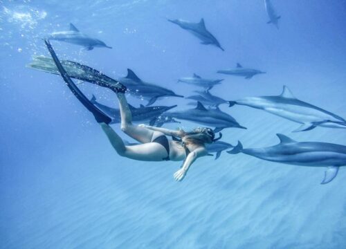 Swim with Dolphins